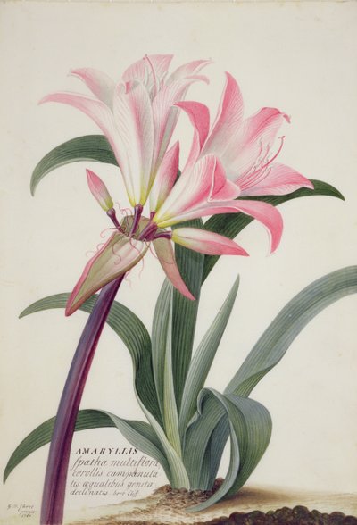 Amaryllis Belladonna, 1761 von Georg Dionysius Ehret